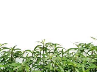 Natural green leaves below the frame, beautiful white background