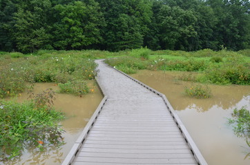 Fototapeta na wymiar wood boardwalk or path in wetland or swamp area with green plants