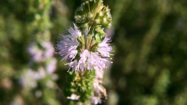 Pennyroyal Mint Mentha pulegium, herbs, medicinal plant . Closeup of medicinal plant on a blurred background. Top view. 