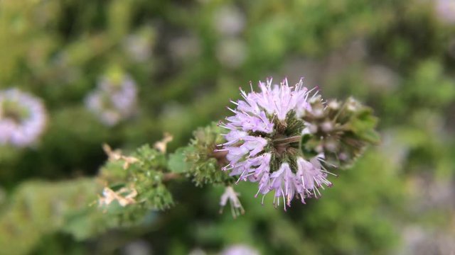 Pennyroyal  Mentha pulegium mountain mint. Closeup of medicinal plant on a blurred background. Top view. Wild plant grows on a meadow on a sunny, summer day.
