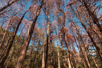 Fototapeta premium Beautifful view of Red Pine trees in Campos do Jordao, Sao Paulo, Brazil
