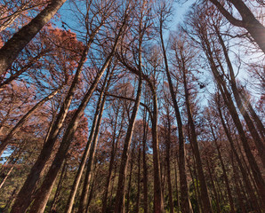 Beautifful view of Red Pine trees in Campos do Jordao, Sao Paulo, Brazil