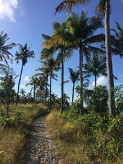 Fototapeta na wymiar Jungle path with Palms coconuts tree with blue sky background 