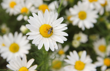 daisies in the garden