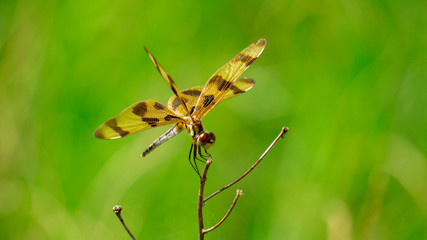 Macro shot of a Dragonfly.
