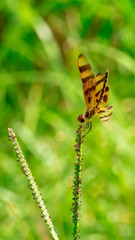 Macro shot of a Dragonfly.