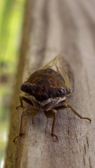 Macro shot of a Cicada.