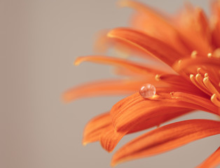 Closeup image of Water drop on orange flower background pattern for summer concept, lifestyle concept with copy space, soft focus.