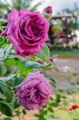 Hybrid Purple Rose