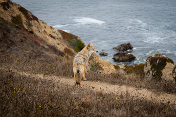 Fototapeta na wymiar Coyote 