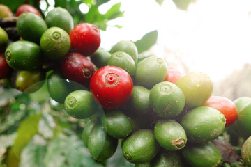 Fototapeta na wymiar Coffee beans ripening on a tree