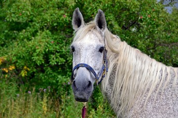 gray horse on a background of apple garden