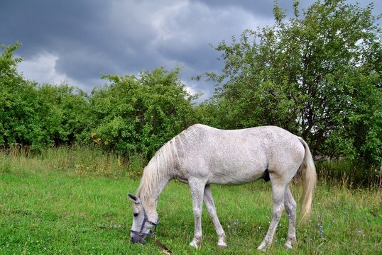 Grey horse drazing in the  garden