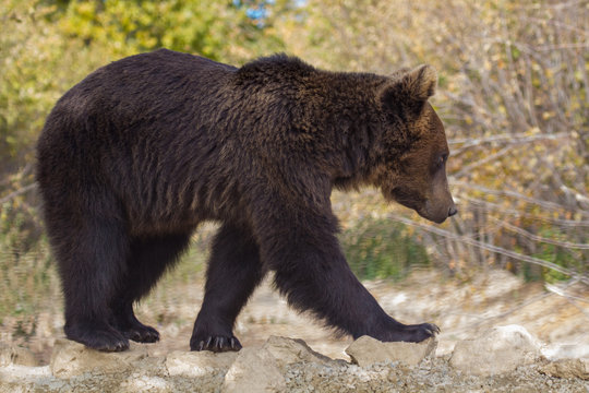 Ein freigestellter Braunbär in Seitenansicht im Auffanggehege für Bären im rumänischen Zarnesti