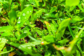Macro Image of Morning Dew or Raindrops on Green Grass.