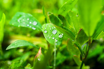 Macro Image of Morning Dew or Raindrops on Green Grass.