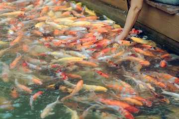 Fototapeta na wymiar Woman feeding food to fancy carp fish by hand in the japanese pond.