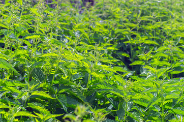 Dense Growth of Stinging Nettle on a Sunny Summer Midday.