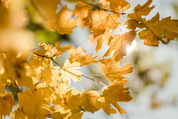 Autumn forest. Closeup of yellow maple leaves on defocused sky and sun light background.