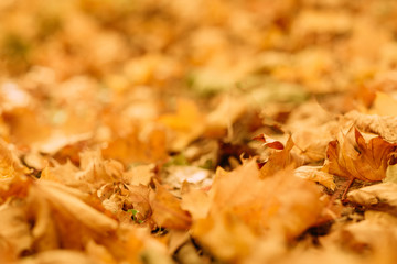 Harvest time. Blur autumn foliage. Fallen golden leaves on ground. Nature background.