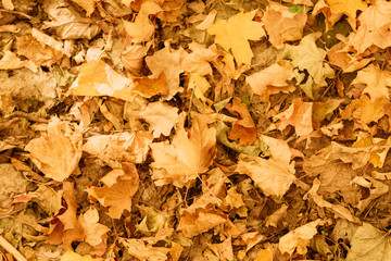 Autumn forest. Top view of faded fallen leaves on ground. Creative nature background.