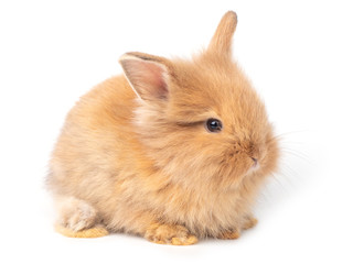 Obraz premium Adorable baby red-brown rabbits isolated on white background. Lovely baby rabbit sitting.