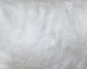 Fototapeta na wymiar White hair cow skin - real genuine natural fur, free space for text. Cowhide close up. Texture of a white cow coat. White fur background.