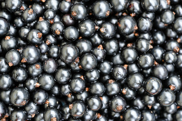 Black currant. Top view.