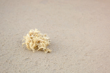 Fototapeta na wymiar Piece of hemp rope on the sandy sea beach with copy space
