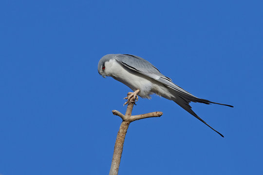 African swallow-tailed kite (Chelictinia riocourii)