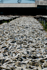 Dried Fish Plantation