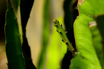 The cactus often has thorns around it.