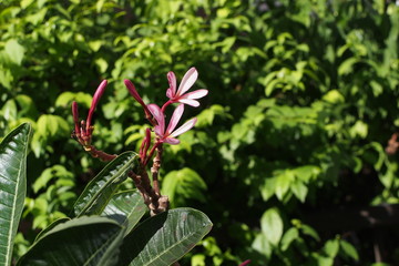 Temple tree flowers, Apocynaceae Frangipani or Plumeria  and Wrightia religiosa  branches and leaves