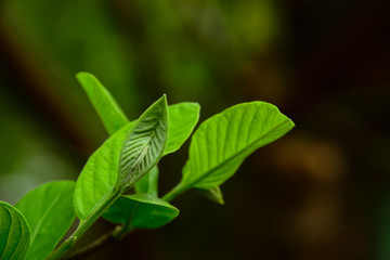 Guava leaves that are coming out often are small in size.