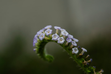 Heliotropium indicum