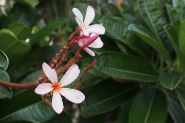 Temple tree flowers, Apocynaceae Frangipani or Plumeria 