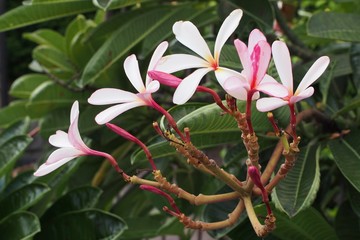 Temple tree flowers, Apocynaceae Frangipani or Plumeria 