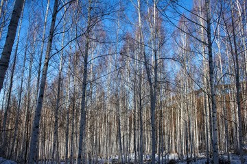 Winter snow birch forest great landscape