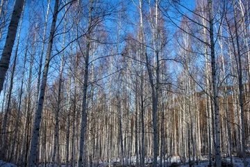 Foto auf Leinwand Winter snow birch forest great landscape © jeagun