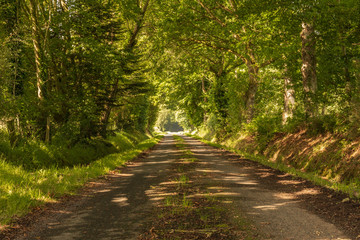 tunnel of trees