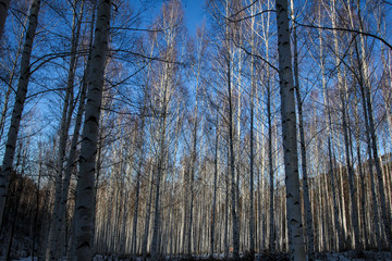 Winter snow birch forest great landscape