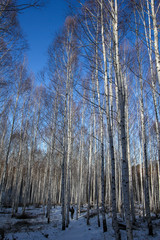 Winter snow birch forest great landscape