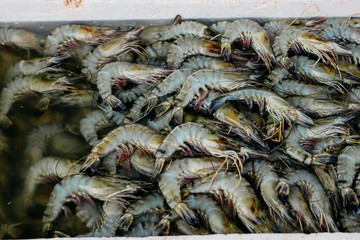Indonesian Traditional Fish Market