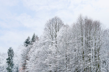 Trees covered with snow during the blizzard