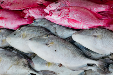 Indonesian Traditional Fish Market