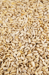 Sunflower seeds background