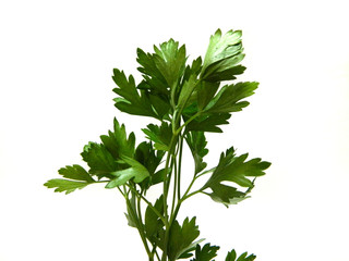 parsley isolated on white background