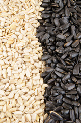 Sunflower seeds background