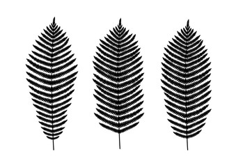 Fern leaf silhouette. Fern leaf set on white background. Vector illustration.
