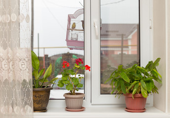 flowers in a pot on the windowsill
